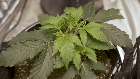 Close-Up-Of-Young-Cannabis-Leaves-Blowing-Gently