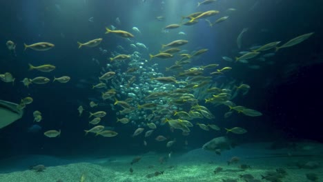 whale shark swimming among fish in aquarium