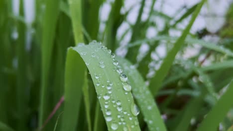 Macro shot of dew-covered green foliage of lemon grass with each droplet acting like a tiny lens, reflecting the vibrant world of nature in delicate clarity