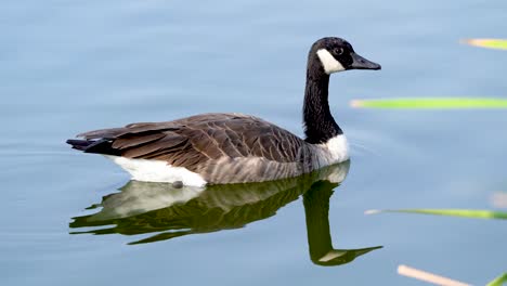 A-Canada-Goose-swims-through-a-Southern-California-pond