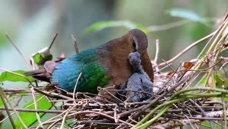 La-Paloma-Esmeralda-Común-Es-Común-En-Los-Países-Asiáticos-Y-Es-Famosa-Por-Sus-Hermosas-Plumas-De-Color-Esmeralda