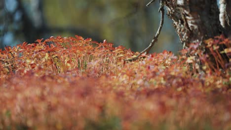 Bunte-Vegetation-Bedeckt-Den-Boden-Im-Herbstwald