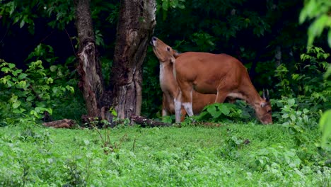 el banteng o tembadau, es un ganado salvaje que se encuentra en el sudeste asiático y se extinguió en algunos países
