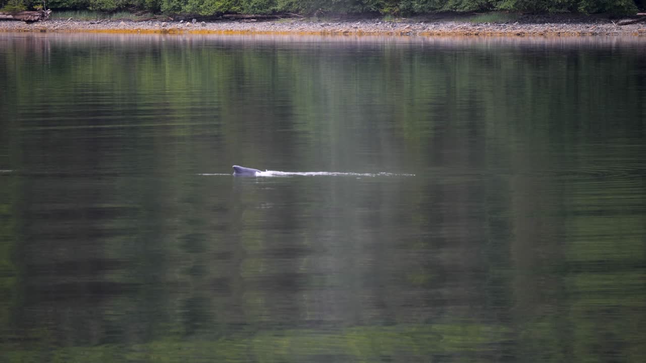 Dorsal fin of a Humpback whale diving. Whale Watching excursion in Sitka, Alaska.