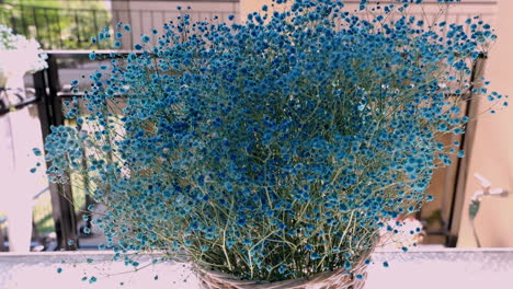 flor de ceanothus plantada en una maceta con pequeñas flores azules