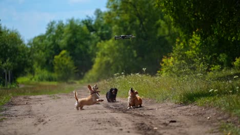 pedigree pets outdoors. domestic dogs running and jumping on beautiful green nature background. drone flying over the running canine pets.