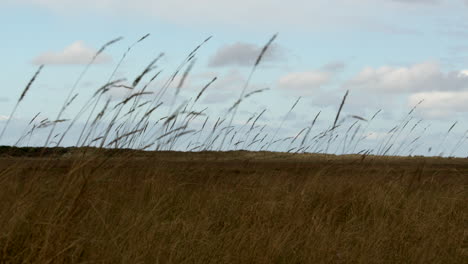 Shot-of-grass-seed-pods-moving-in-the-wind-at-mud-flats-Saltfleet,-Louth,-Lincolnshire