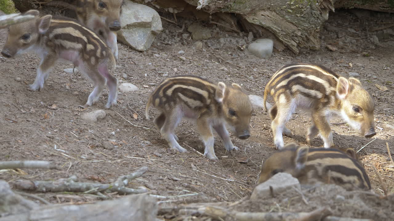 Primo piano di giovani cinghialetti che camminano nello zoo in una giornata di sole - prores