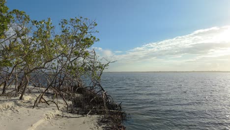 Serene-tree-stands-tall-on-the-sandy-shore,-its-branches-reaching-for-the-sky-as-it-reflects-in-the-calm-waters-of-the-ocean