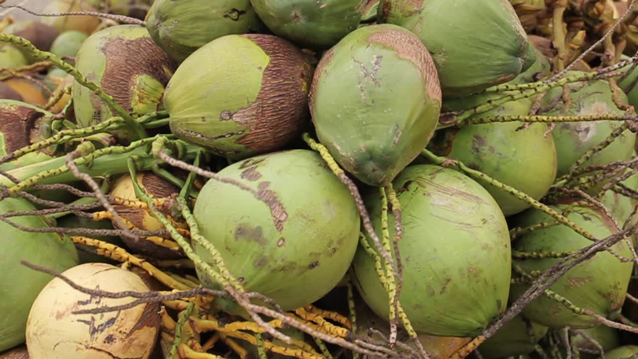 Pile of green coconuts
