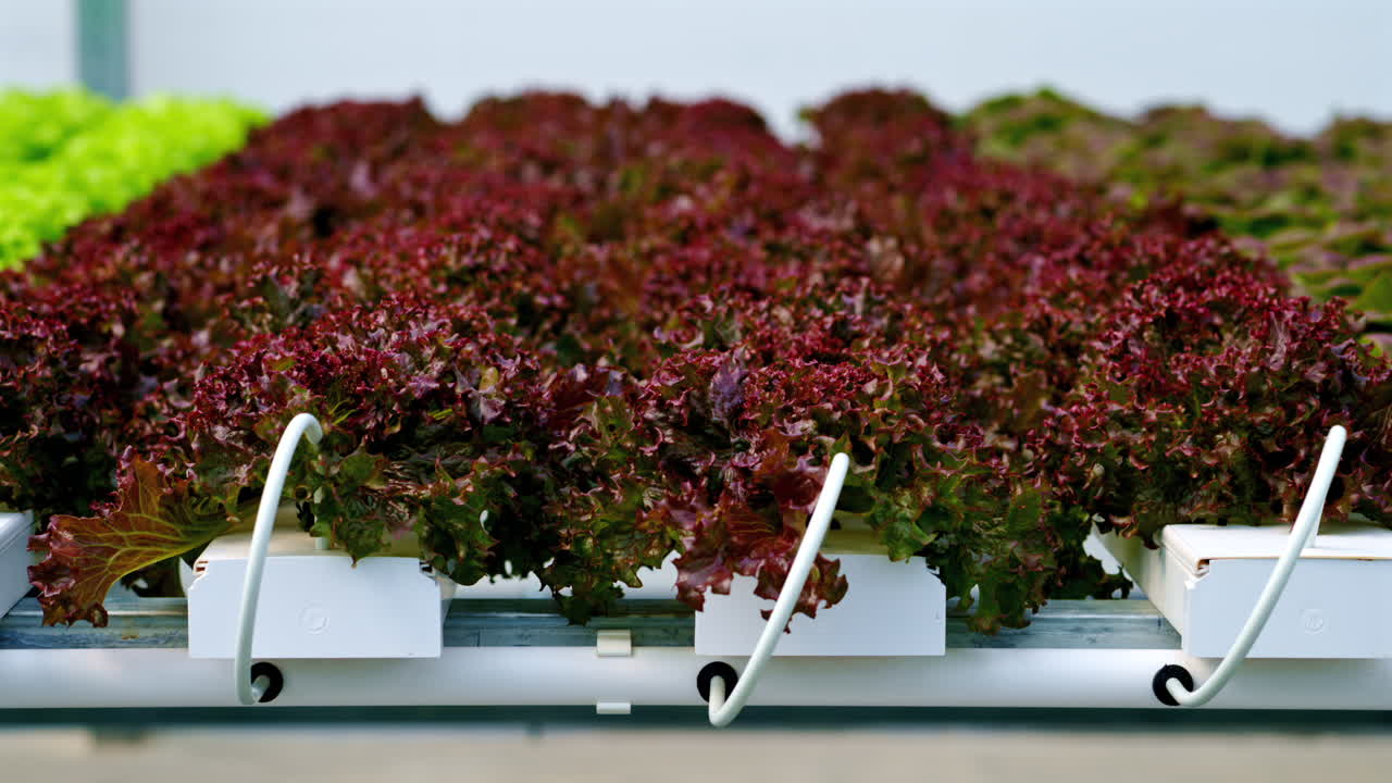Leaf lettuce grown with the Hydroponic method in a greenhouse