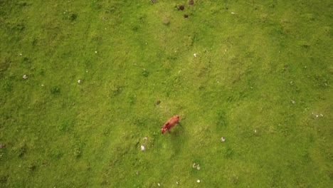 top view of a cow in a green meadow in the swiss alps