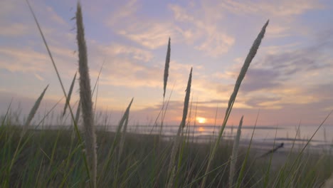 close up of gently swaying beach grass at sunset in slow motion, sony fx 30, at fleetwood, lancashire, england, uk