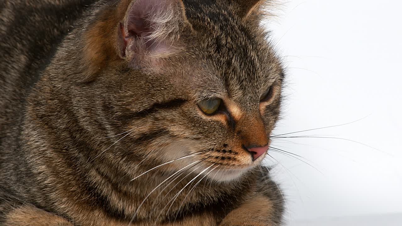 Gatto soriano marrone domestico su sfondo bianco, in tempo reale 4K