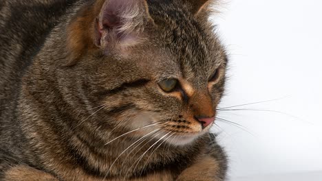 gato doméstico tabby marrón sobre fondo blanco, en tiempo real 4k