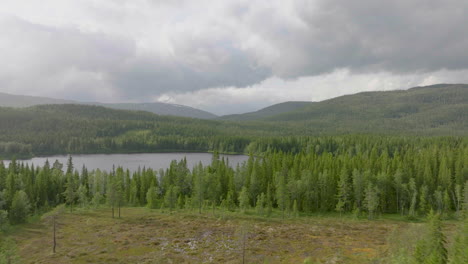 spruce forest revealing river namsen on a misty morning near namsskogan, norway