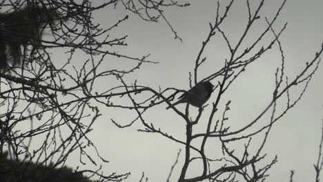 dark-eyed junco sitting on a tree during winter underneath a grey sky