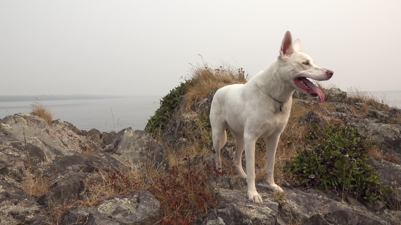 perro pastor alemán blanco en el océano. canino