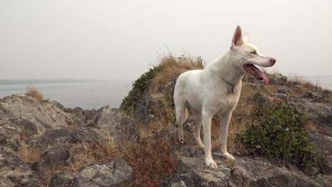 pastore tedesco bianco all'oceano. canino