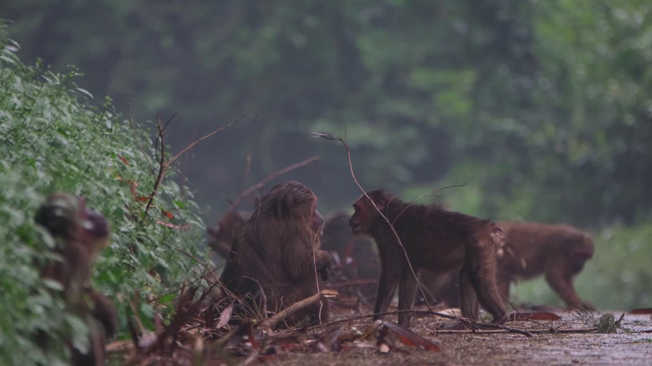 macaco de cola de muñón, macaca arctoides, día lluvioso con niebla en el parque nacional kaeng krachan, tailandia