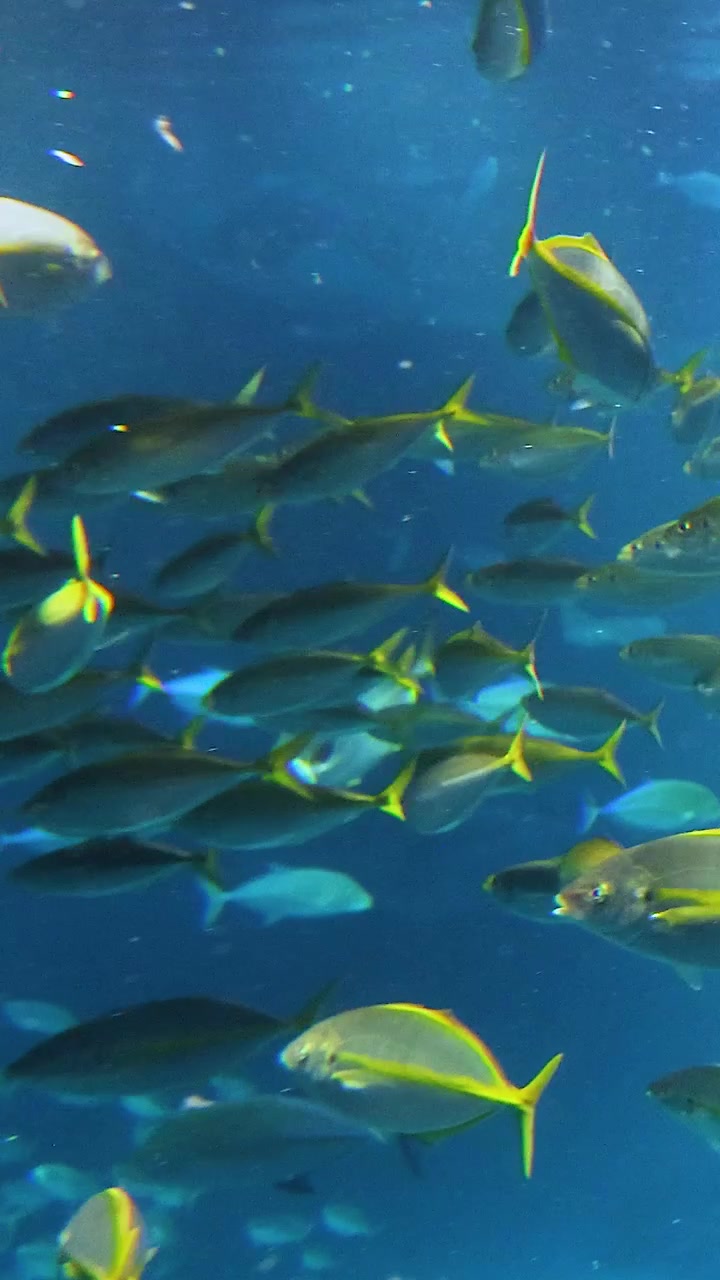 Un vibrante banco de peces nadando juntos