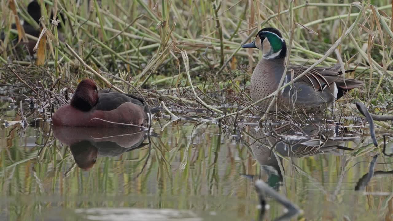 Baikal Tealand ferruginous duck in lake