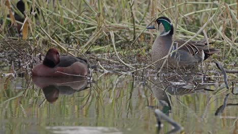 baikal tealand ferruginous duck in lake
