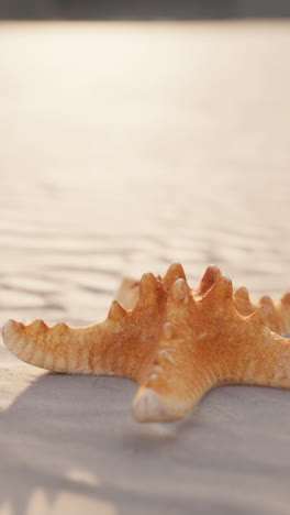 starfish on the beach