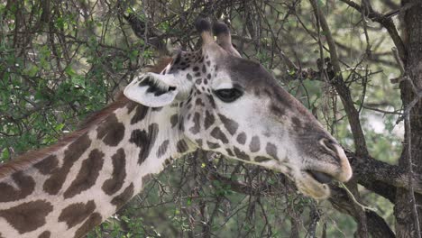 Close-up-shot-of-a-Giraffe-feeding-on-acacia-in-Serengeti-National-Park,-Tanzania