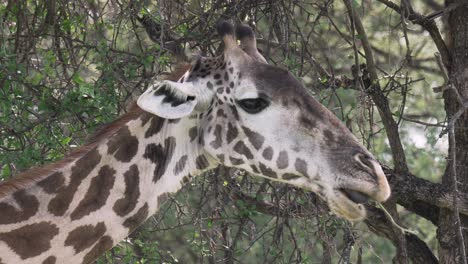 una girafa se alimenta de acacia en el parque nacional de serengeti, en tanzania.