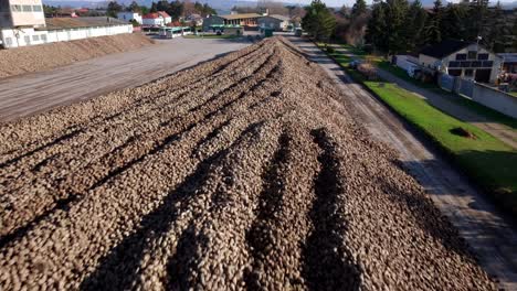 aerial view of huge pile of fresh tubers of sugar beet - drone shot