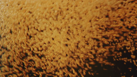 close up of beer pouring in a glass with a lot of carbonid acid swirling up