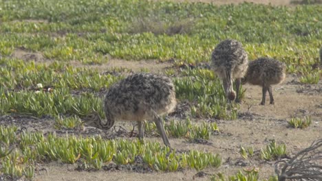 high definition shot of baby ostriches eating off the ground