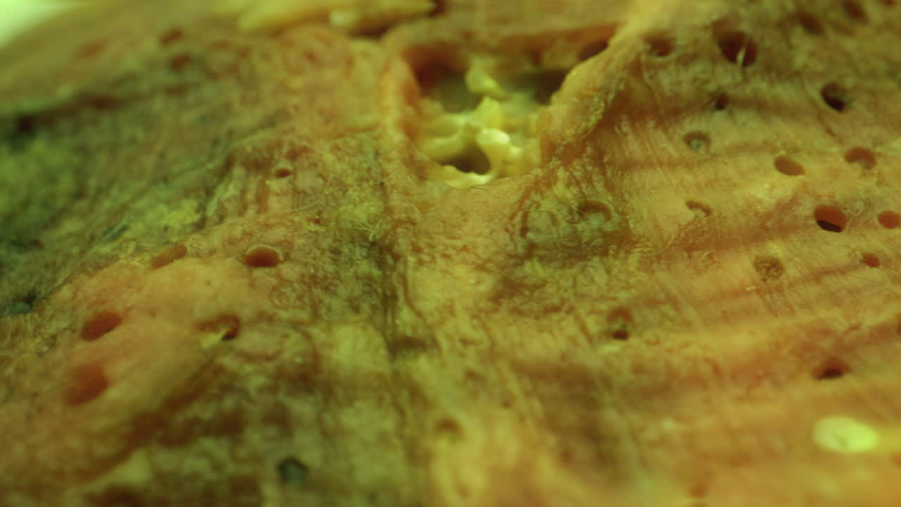 Close-up view of a pumpkin's interior