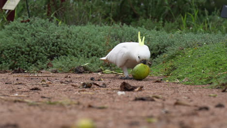 Low-angle-white-Cockatoo-bird-picks-up-ripe-lime-and-walks-away
