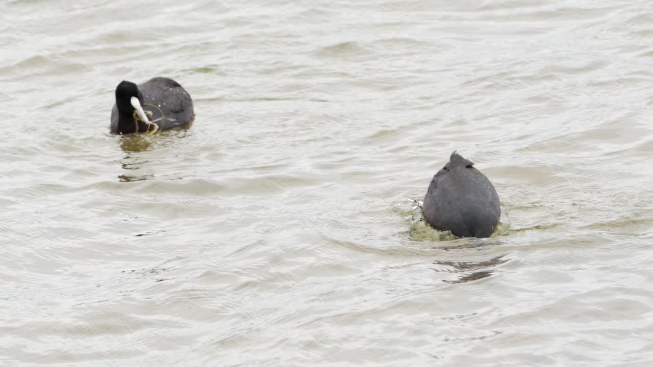 el coot americano en busca de alimento en las aguas del lago