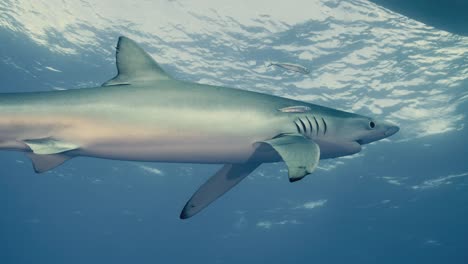 Large-Blue-Shark-swimming-around-dive-boat-with-underwater-cinematographer-and-light-reflections