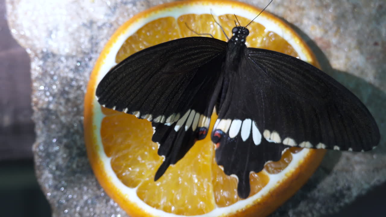 Una farfalla Papilio polytes comune che mangia il nettare da una fetta d'arancia