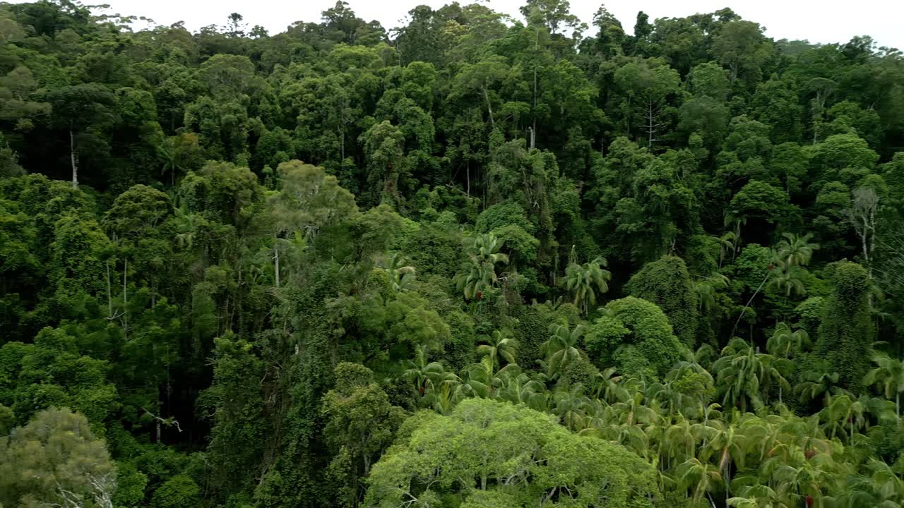 Drone footage capturing the vast rolling hills of the Gold Coast Hinterland, covered in dense rainforest with layers of greenery extending into the horizon.