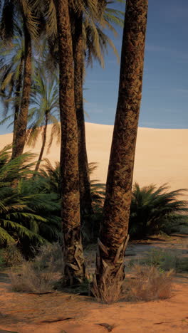 palmeras y dunas de arena en un oasis desértico