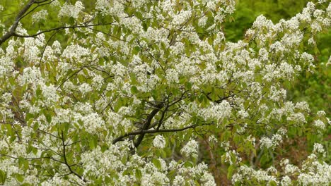 A-Cherry,-birch-tree-with-superb-bird-chestnut-sided-warbler-sways-in-the-wind-on-a-summer-afternoon