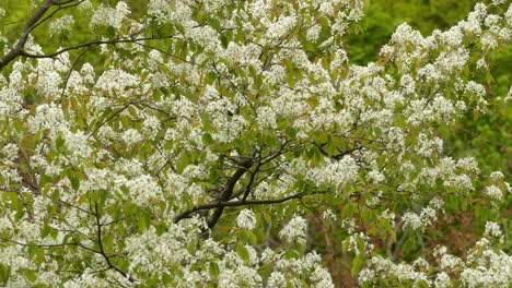 a cherry, birch tree with superb bird chestnut sided warbler sways in the wind on a summer afternoon