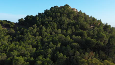 Forest-in-Malaga-Spain-aerial-view-discovering-the-city-sunny-day-Andalucia