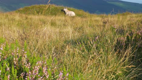 tilt-up revealing shot of a lone lamb resting on the grassland near heather plants in the wicklow mountains, ireland in the morning sunlight