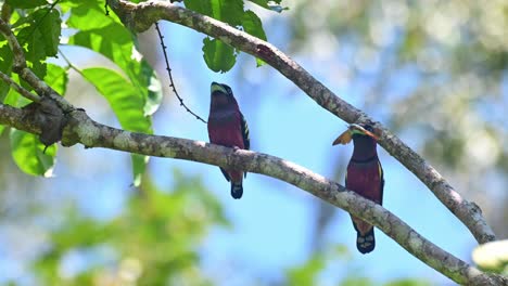 Banded-Broadbill,-Eurylaimus-javanicus,-Khao-Yai-National-Park,-Thailand