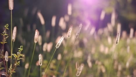 beautiful bengal grass flowers blowing in the wind in the morning