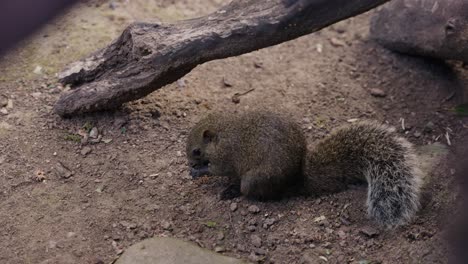 Japanese-Squirrel--on-the-ground-eating-seeds