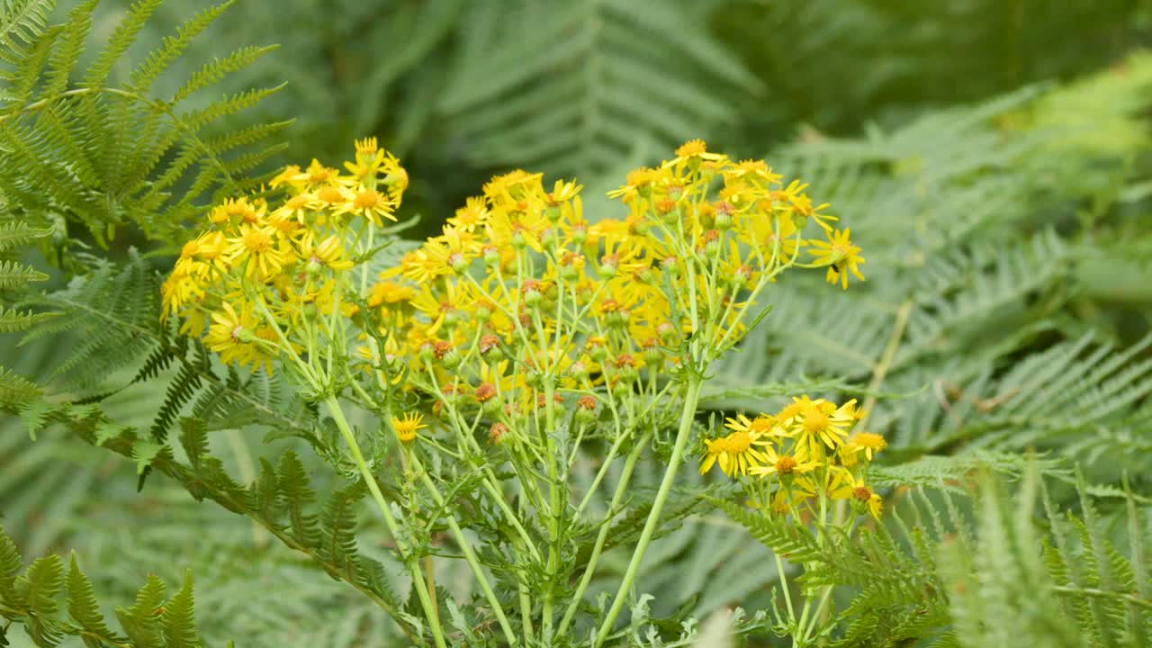 Yellow wildflowers and green ferns gently move in soft daylight, slight camera pan, summer field
