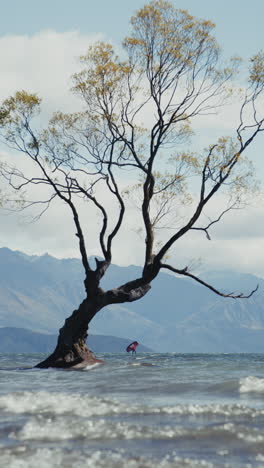 lonely tree in lake with windsurfer