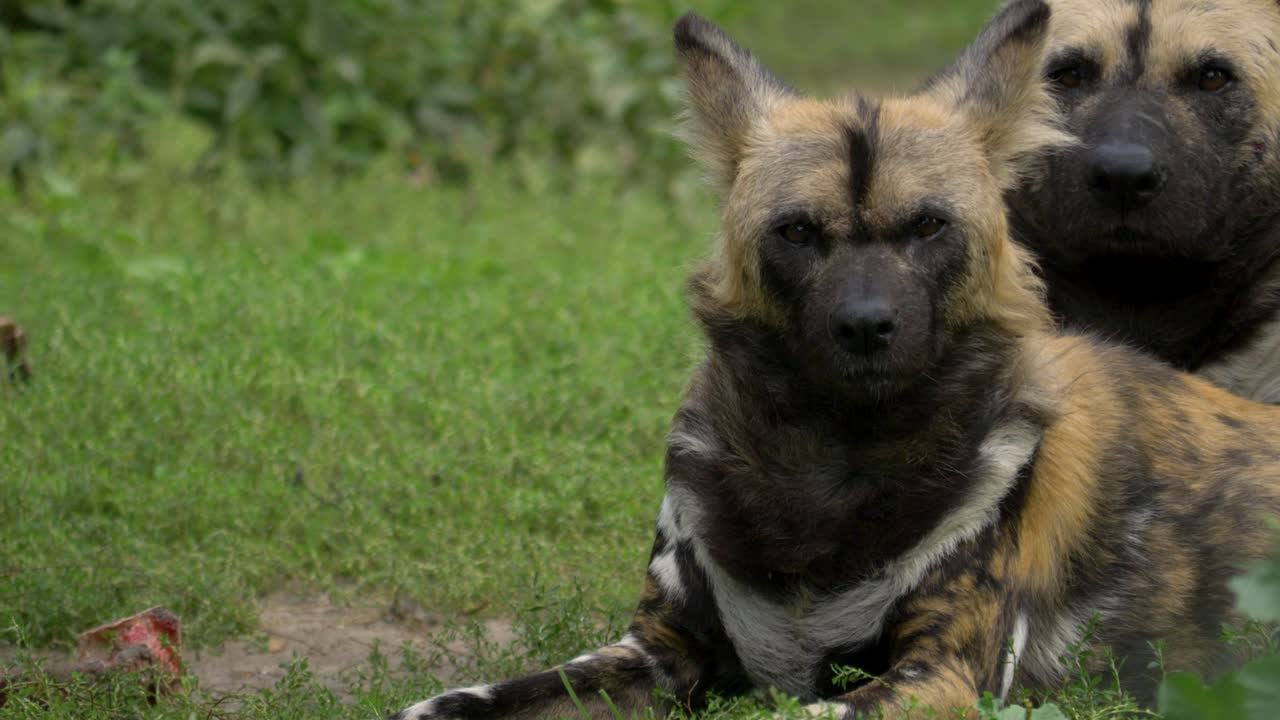 pájaros volando frente a un grupo de perros salvajes africanos cansados